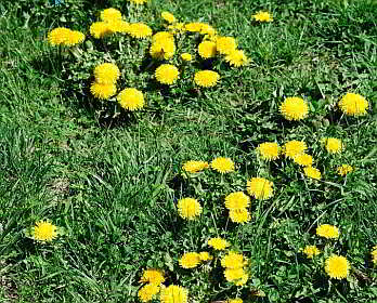 Dandelion weed