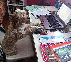 Maggie the dog on her computer screening all company emails