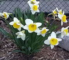 Sunny Daffodils